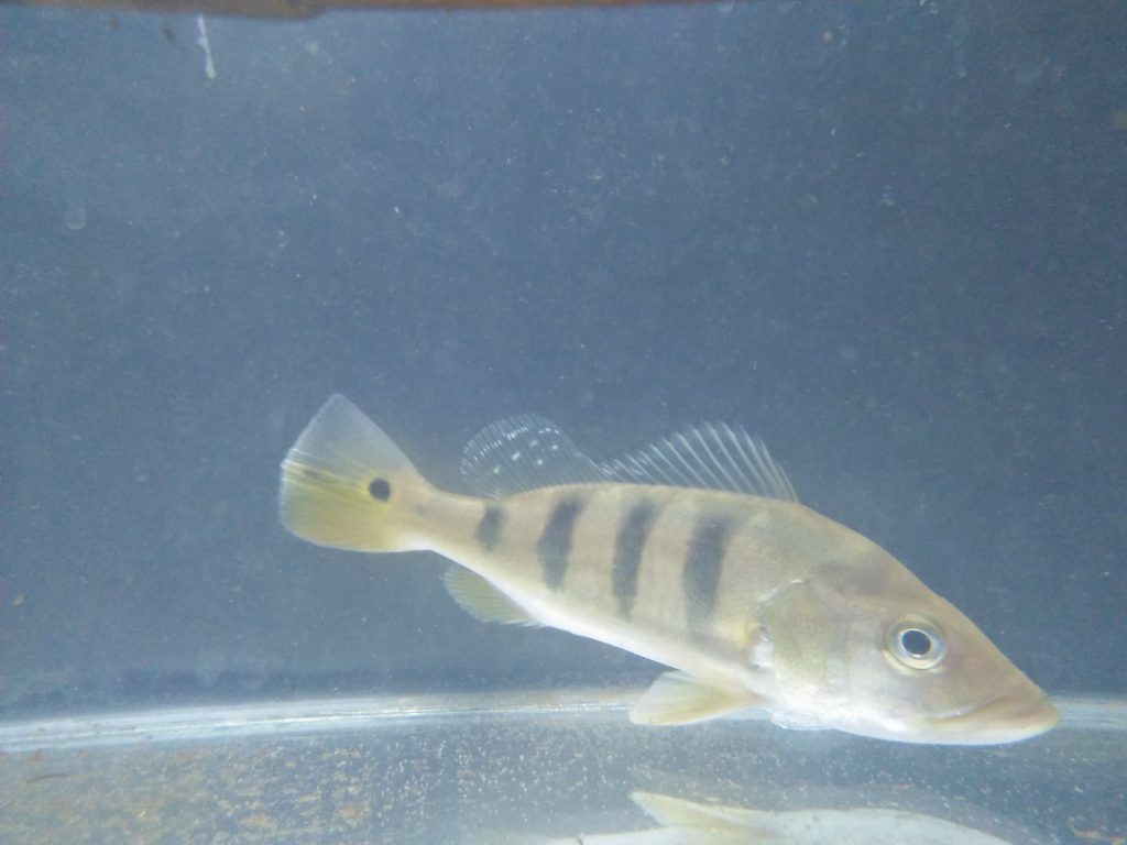 Ikan Peacock Bass Monoculus Di Jogja hub: 081392737325