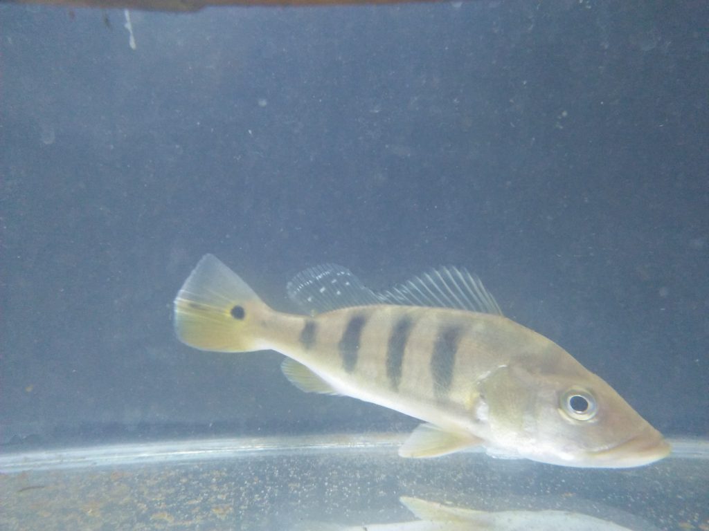 Ikan Peacock Bass Monoculus Di Jogja hub: 081392737325