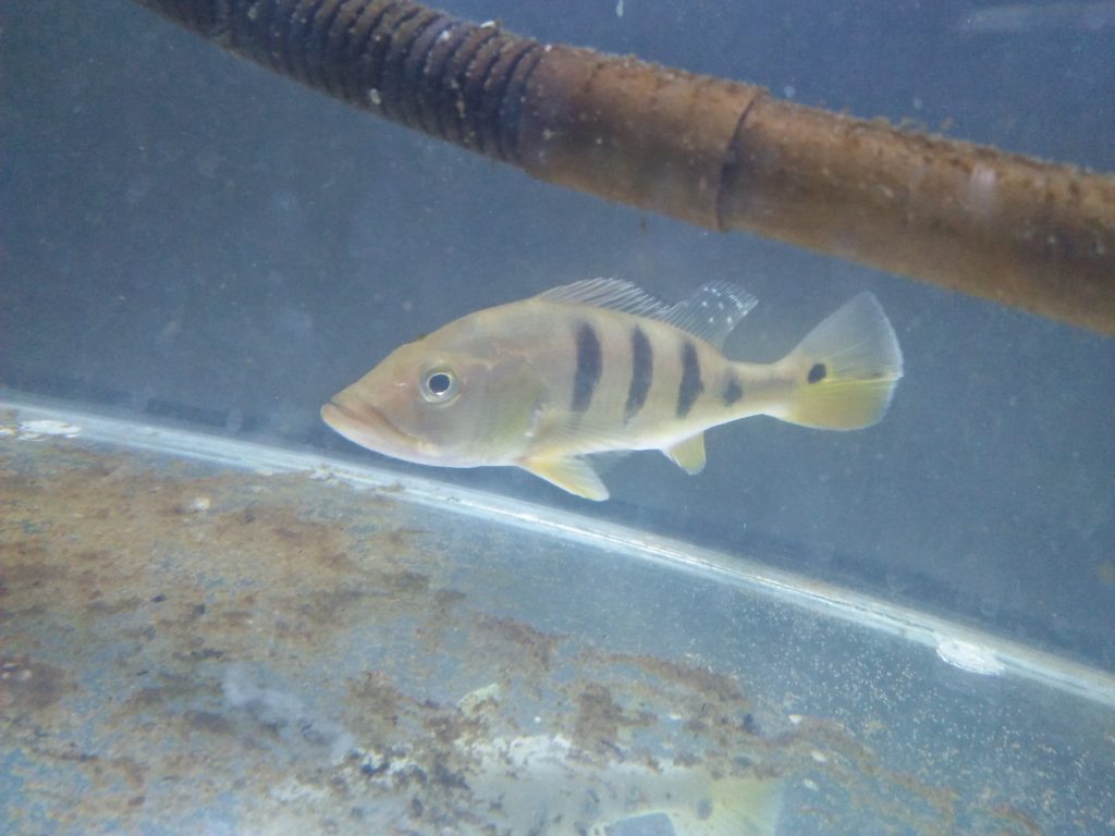 Ikan Peacock Bass Di Bantul Hub : 081392737325
