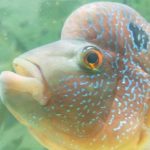 Artikel Tentang Budidaya Ikan Hias